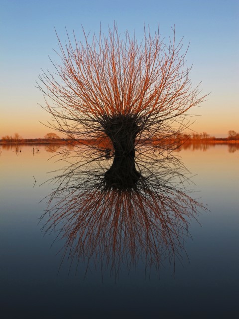 1. Kopfweiden im Wasser