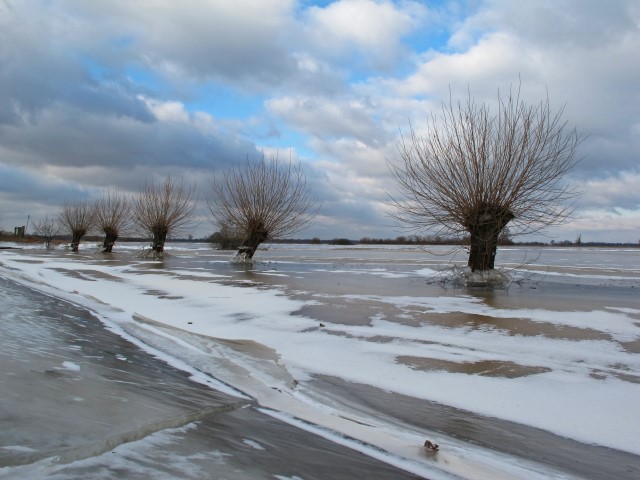 3. Kopfweiden im Eis