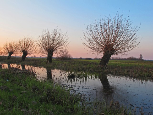 4. Kopfweiden Frühling naht