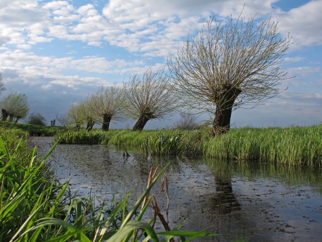 5. Kopfweiden im Frühling