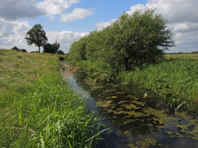 6. Kopfweiden im Sommer