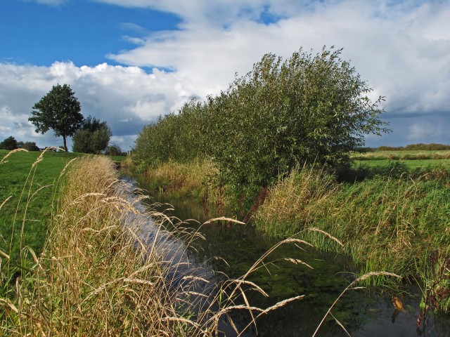 7. Kopfweiden im Spätsommer