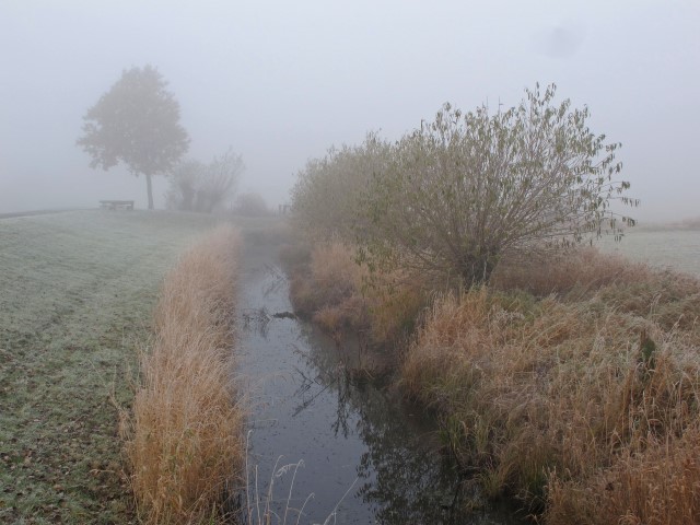 8. Kopfweiden im Herbstnebel