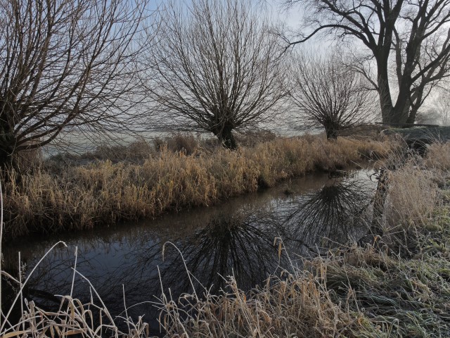 10. Kopfweiden im Raureif