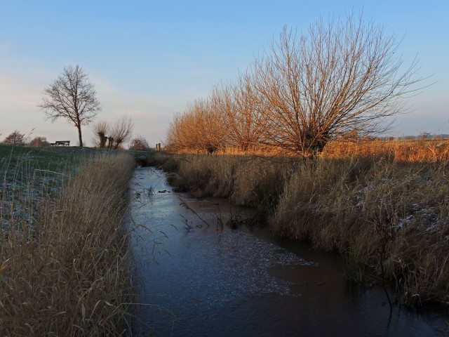 11. Kopfweiden im Winter