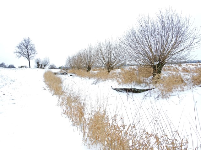 12. Kopfweiden im Schnee